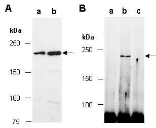 Anti-TET2, clone 12C2