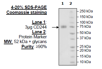 CD244, Fc Fusion (IgG1), Avi-Tag