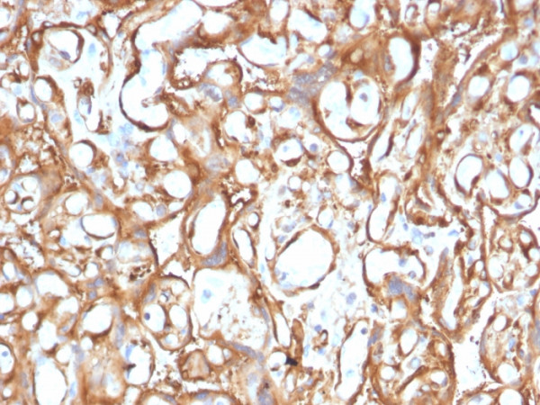 Anti-Ezrin / p81(CPTC-Ezrin-1), CF405S conjugate, 0.1mg/mL