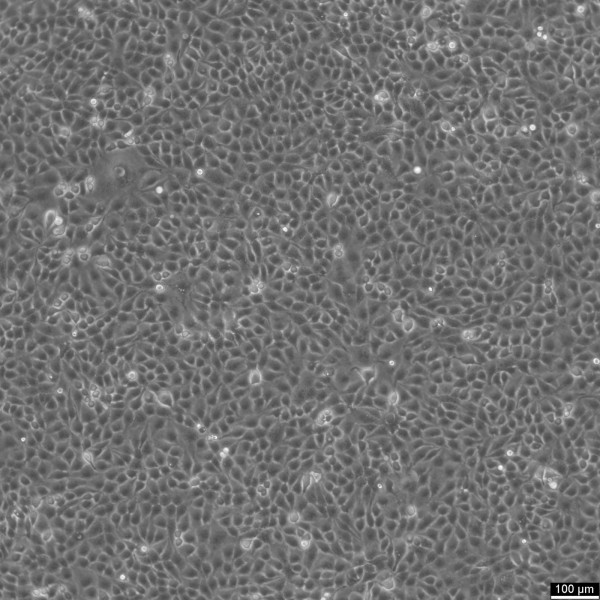 MDCK-SIAT1 Cells