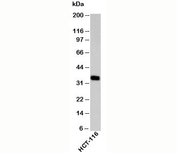 Anti-EpCAM, clone EPM4072