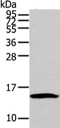 Anti-HMGA1