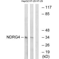 Anti-NDRG4