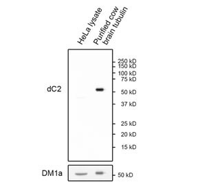 Anti-Delta 2-Alpha-Tubulin / dC2, clone RM447