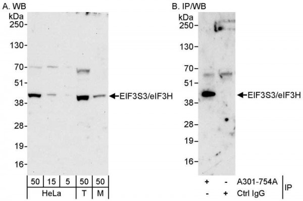 Anti-eIF3H/EIF3S3