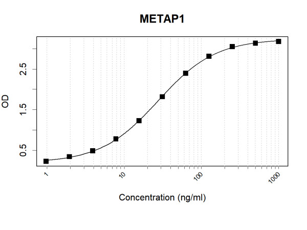 Anti-Human METAP1 Antibody Pair