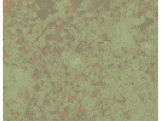 Anti-Hsp60, clone LK2