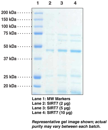 SIRT7 (human, recombinant)