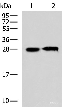 Anti-CCDC134