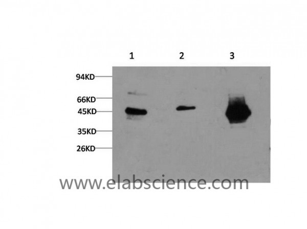 Anti-GSK3 beta, clone 2C6