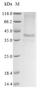 Zinc transporter 8 (Slc30a8), mouse, recombinant