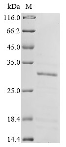 Polyadenylate-binding protein 2 (PABPN1), human, recombinant