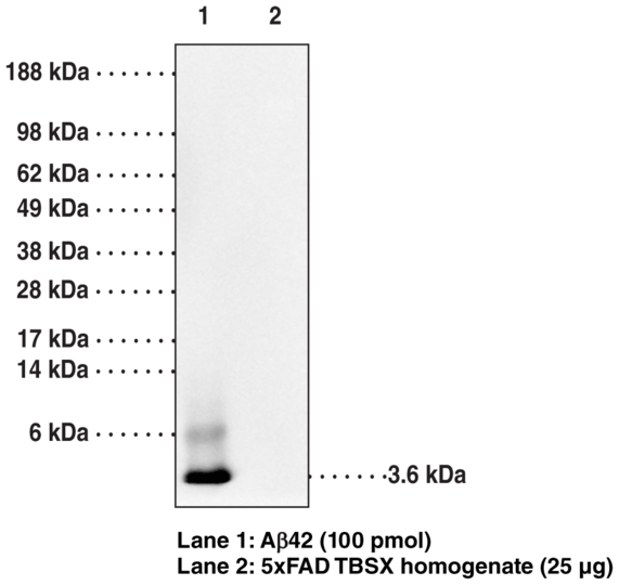 Anti-Amyloid-beta (Clone 6C3, MOAB-2)