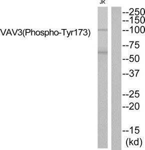 Anti-Phospho-VAV3 (Tyr173)