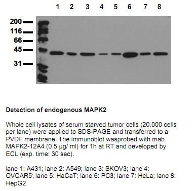 Anti-MAPKinase2/erk2 internal sequence, clone 12A4