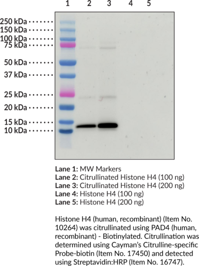 PAD4 (human, recombinant) - Biotinylated