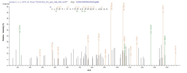 T-cell leukemia virus 1 Protein Tax-1 (Tax), human, recombinant