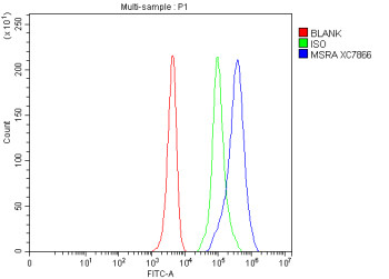 Anti-MSRA / Methionine sulfoxide reductase A
