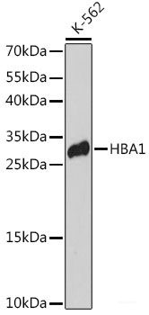 Anti-HBA1