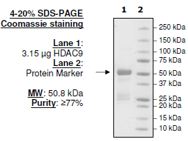 HDAC-9, active human recombinant protein