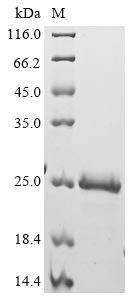 Large neutral amino acids transporter small subunit 1 (SLC7A5), partial, human, recombinant