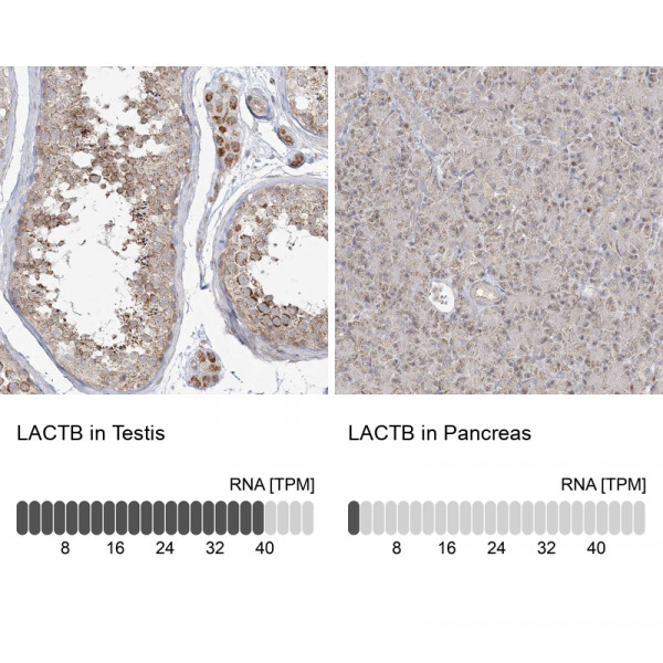 Anti-LACTB