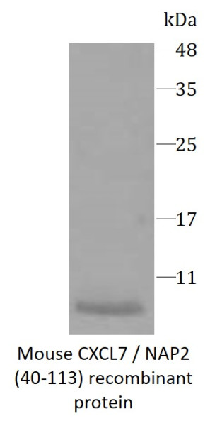 Mouse CXCL7 / NAP2 (40-113) recombinant protein (Active) (His-tagged)