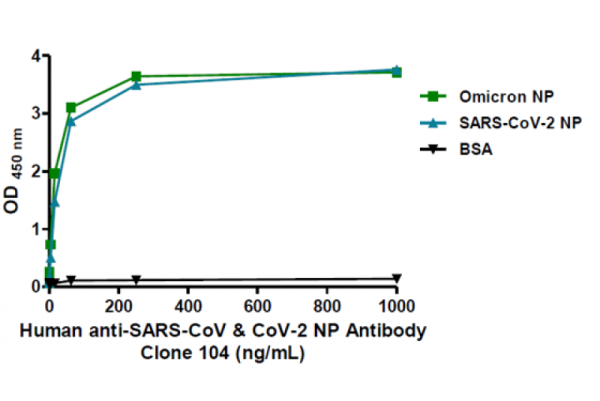 Human anti-SARS-CoV &amp; CoV-2 NP Antibody (IgG), clone 104