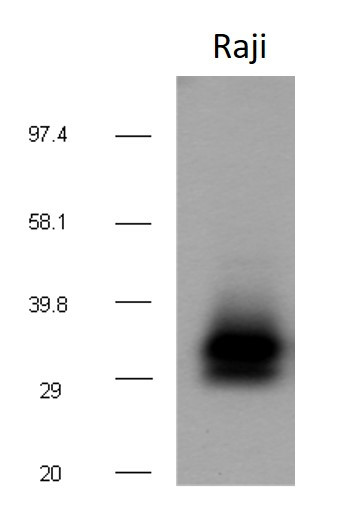 Anti-TS53 (azide free), clone TS53
