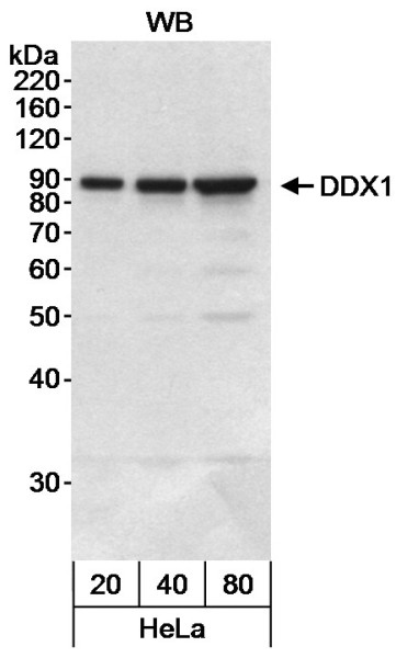 Anti-DDX1