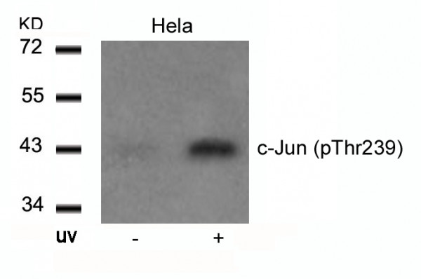 Anti-phospho-c-Jun (Thr239)