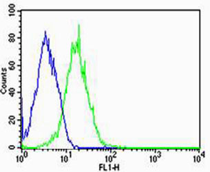 Anti-PPT1, clone 1117CT11.2.1.4