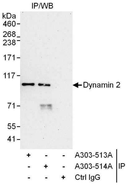 Anti-Dynamin 2