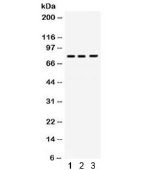 Anti-DNA polymerase eta / POLH
