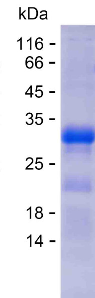 ACTG1 (human), recombinant protein
