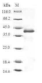Thyroid hormone-inducible hepatic protein (THRSP), human, recombinant