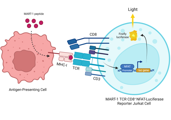 MART-1 TCR (DMF4) CD8+ NFAT-Luciferase Reporter Jurkat Cell Line
