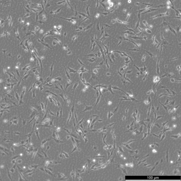 DF-1 Cells
