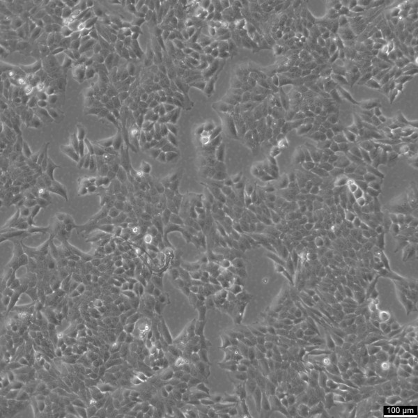 Hela 229 Cells