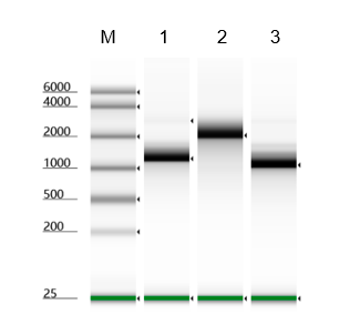 T7 RNA Polymerase, GMP-Grade DMF #037660