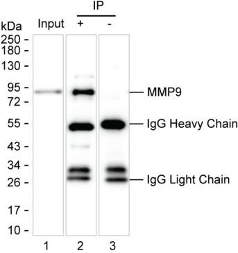 Anti-MMP9
