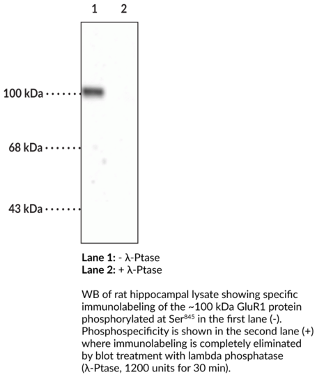 Anti-GluR1 (Phospho-Ser845)