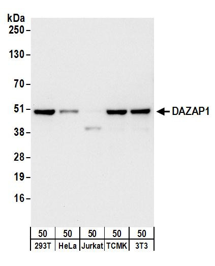 Anti-DAZAP1