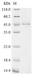 Interleukin-1 receptor-like 2 (Il1rl2), partial, recombinant mouse