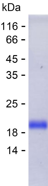 Recombinant Human CLPTM1L Protein