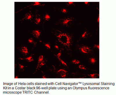 Cell Navigator(TM) Lysosomal Staining Kit *Orange Fluorescence*