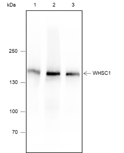 Anti-Recombinant WHSC1, clone A601