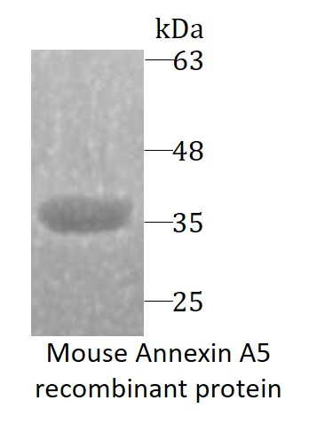 Mouse Annexin A5 recombinant protein (His-tagged)