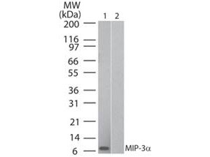 Anti-Human MIP-3?, clone 3N2D9