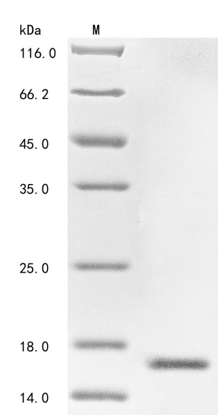 Beta-mammal/insect toxin Ts1, Tityus serrulatus, recombinant